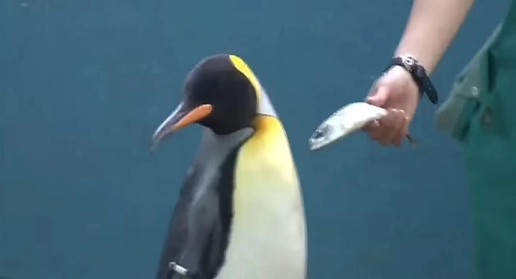 Пингвин „со став“: Не јаде евтина риба