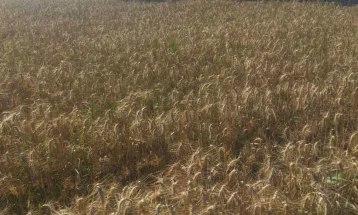 НФФ: Жетватата на пченицата во полн ек, откупната цена многу ниска