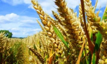 Анкара: Русија и Украина утре ќе потпишат договор за извоз на жито
