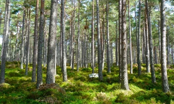 Администрацијата на Бајден планира да засади над една милијарда дрва во САД