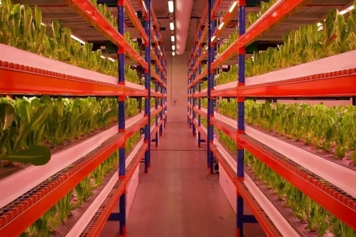 Во Дубаи отворена најголемата вертикална зеленчукова градина во светот
