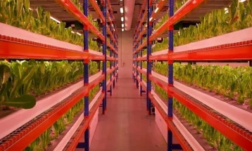 Во Дубаи отворена најголемата вертикална зеленчукова градина во светот