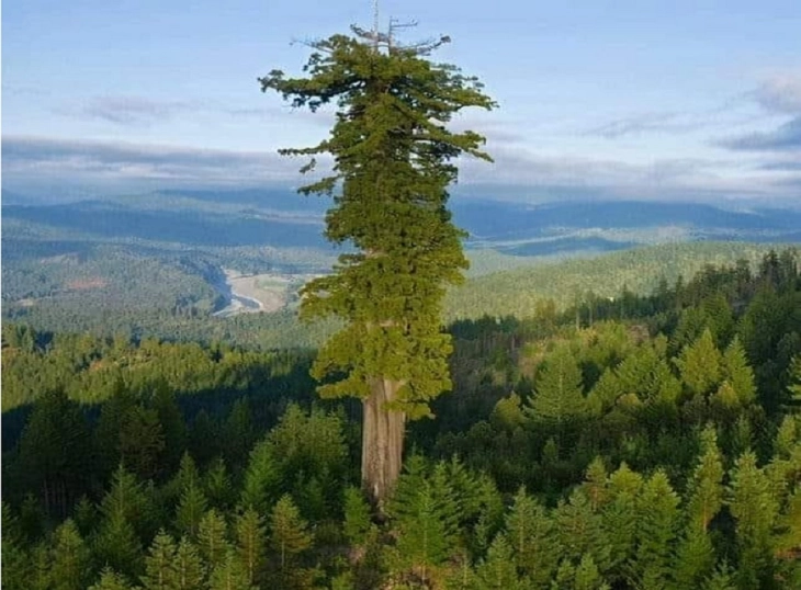 Највисокото дрво на светот забрането за посета