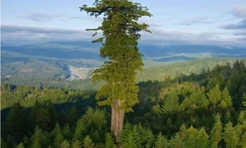 Највисокото дрво на светот забрането за посета