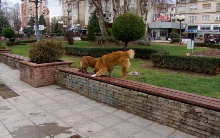 Секторот за инспекциски надзор во Куманово примил 12 известувања за граѓани каснати од кучиња скитници