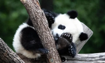Пандата Ершун роди близнаци во кинеска зоолошка градина