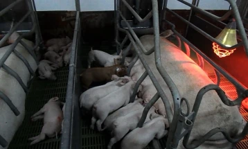 Се уништуваат 400 свињи на фарма во Виничка Кршла поради африканската чума