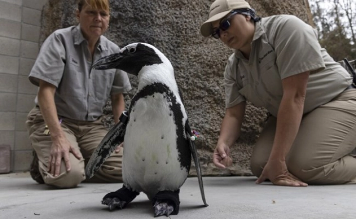 САД: Пингвин доби ортопедски обувки во Золошката градина во Сан Диего