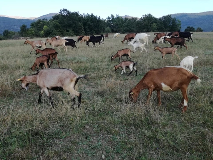 Исплатени 62.201.000 денари за обележани грла кози