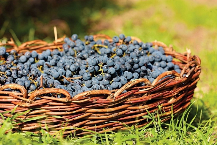 МЗШВ: Дополнителни 2 денари по килограм за предадено грозје во преработувачки капацитет, Владата ја усвои оваа мерка