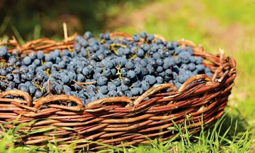МЗШВ: Дополнителни 2 денари по килограм за предадено грозје во преработувачки капацитет, Владата ја усвои оваа мерка