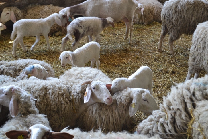МЗШВ: Исплатени над 1,5 милијарди денари субвенции за обележани грла овци, користен сертифициран материјал и гоеници