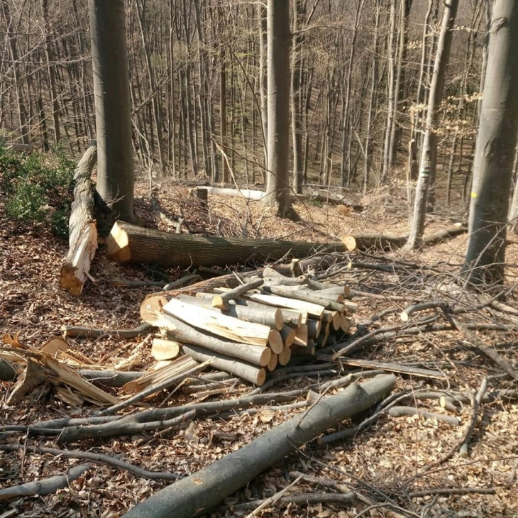 Фатен дрвокрадец во Скопско, следува соодветна пријава