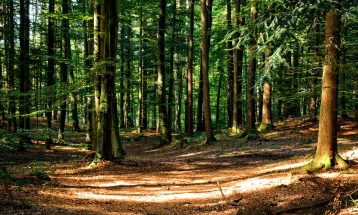 Укината делумната забрана за движење во шума и шумско земјиште