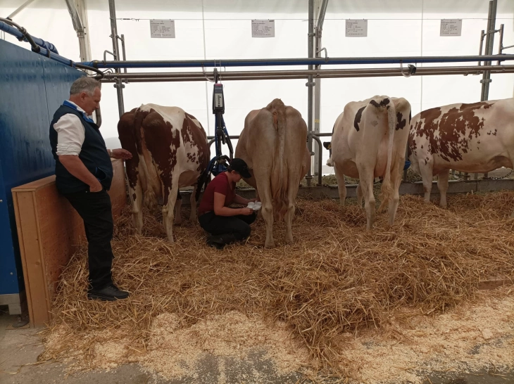 По четири дена неделно на фарма, така се учи земјоделство во Швајцарија