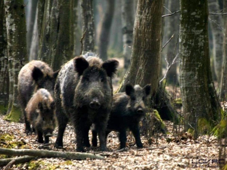 ЦУК: Диви свињи се појавиле во Пржино, граѓаните да бидат внимателни при пешачење на Водно