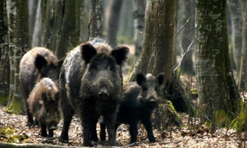 ЦУК: Диви свињи се појавиле во Пржино, граѓаните да бидат внимателни при пешачење на Водно
