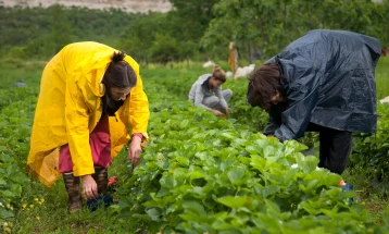 Руралните жени - локални хероини во производството на храна