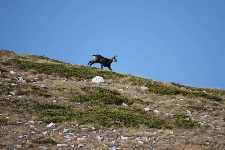 Почна мониторингот на дива коза во НП „Галичица“, првично регистрирана една единка