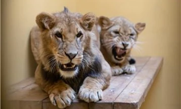 Во Зоолошка во Сиднеј, пет лава избегале од својот кафез
