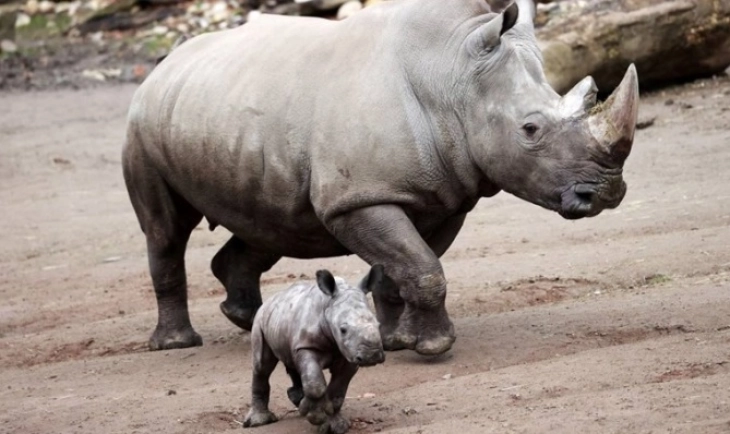 Роговите на носорозите се сѐ помали