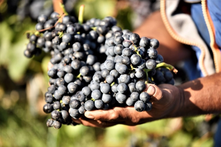 „Тиквеш“ најавува воведување три нивоа на квалитет на грозје