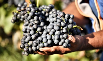 „Тиквеш“ најавува воведување три нивоа на квалитет на грозје