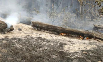 Qindra njerëz janë evakuuar për shkak të zjarreve pyjore në Gjermani