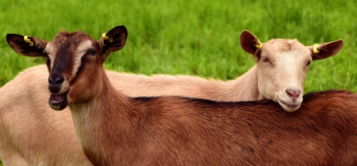 Almost 3 million euros given in subsidies for raising female goats, certified seed material