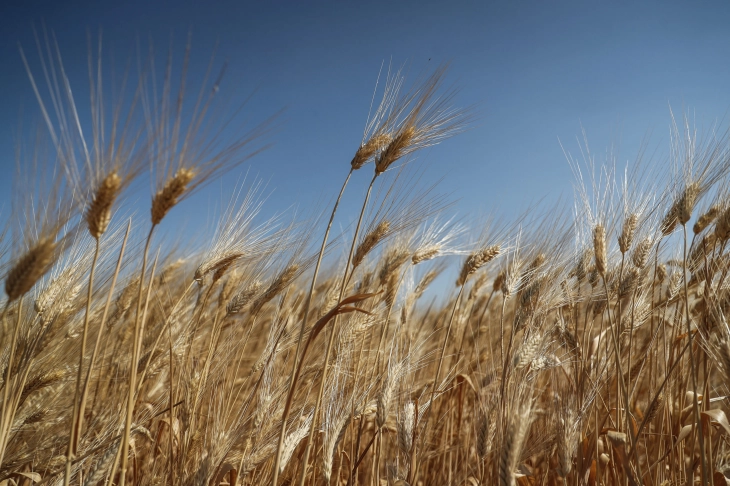 Russia to limit grain exports, sparking 'hurricane of hunger' fears