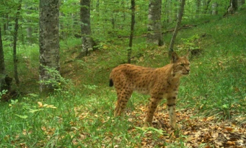 Balkan lynx photographed at Galichica National Park