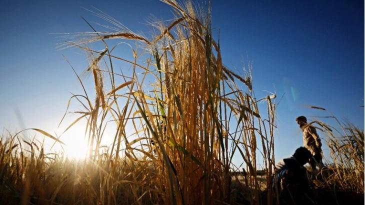 Serbia lifts ban on grain exports