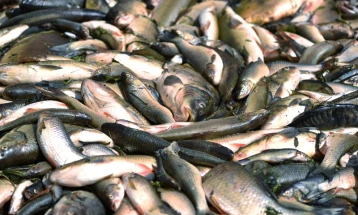 Czech river crews clearing tons of dead fish after algae bloom