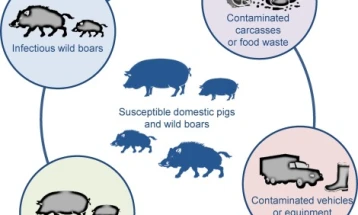 Gov't to form African swine fever outbreak committee after hundreds of infected pigs destroyed