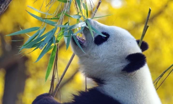 Единствените две панди во Велика Британија се враќаат во Кина, без потомство