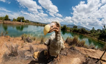 Науката, наводно, блиску до генетско пресоздавање на исчезнатата птица додо