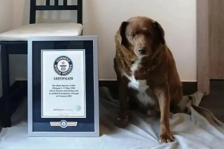 Боби - официјално најстарото куче во поновата историја