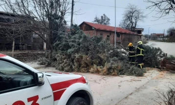 Силниот ветер откорна бандери и дрвја во Кавадаречко 