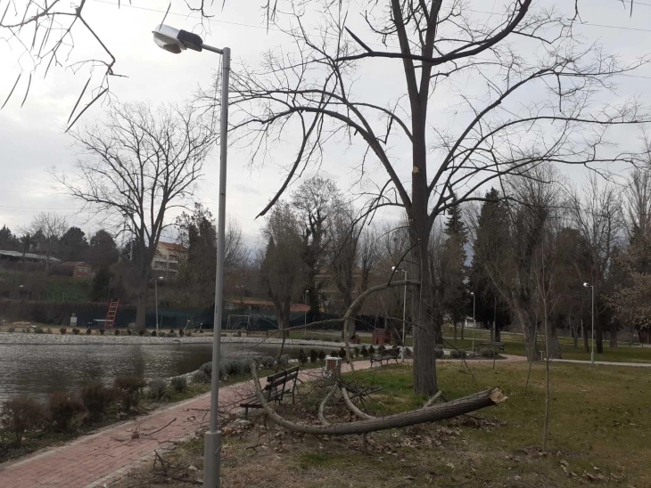 Силниот ветер оштети дрва во Градскиот парк во Велес