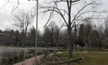 Силниот ветер оштети дрва во Градскиот парк во Велес