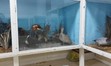 Реставрирана витрина со барски птици во Музејот во Струга
