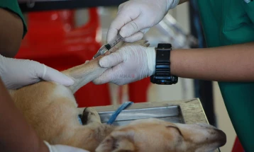 Përshkallëzohet gjendja me distemperin te qentë, kompetentët bëjnë thirrje për vaksinim