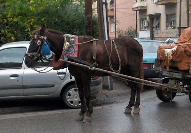 Arrestohen tre persona nga Shkupi për torturë ndaj kalit