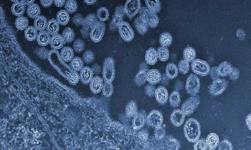 Птичји грип откриен во југоисточниот и северниот дел на Унгарија