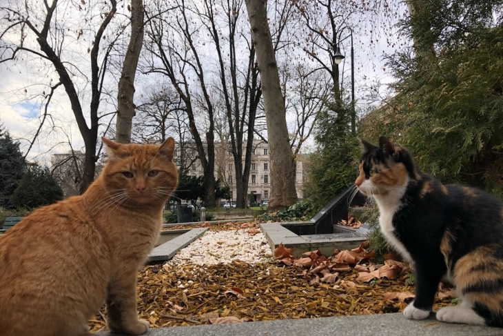 Ако ги чуваме уличните мачки, и тие ќе го чуваат градот