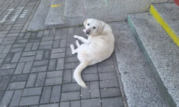 Штипјани реагираат дека во центарот се појавиле бездомни кучиња без маркици