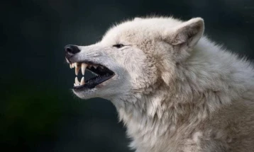 По 100 години, волците се вратија во Белгија