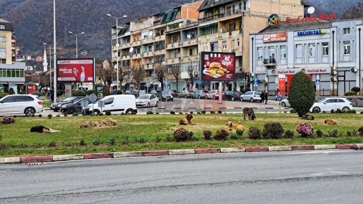 Во СВР Тетово годинава 40 лица пријавиле напади од бездомни кучиња