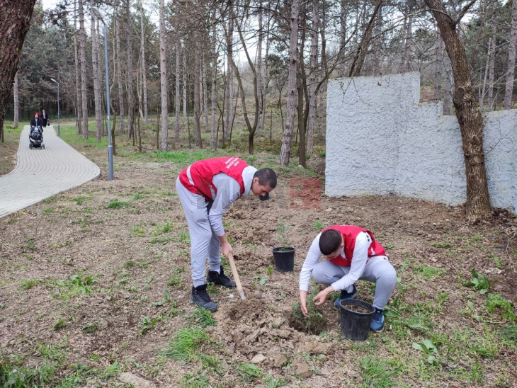 Посадени садници во околината на Вински музеј Кавадарци 