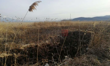 Гори трска во близина на индустриската зона во Струга
